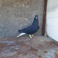 کبوتر رنگی پرنده