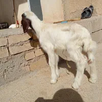 کاور نر سنجابی|حیوانات مزرعه|ماهیدشت, |دیوار