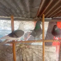 کبوتر‌های ساعت سنگین|پرنده|قائم‌شهر, |دیوار