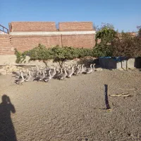 فروش گله مولد قو غاز