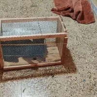 تله گربه و روباه