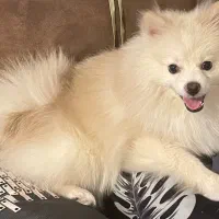 فروش سگ پامرانین خرسی رنگ سفید