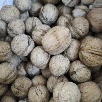 گردوی کاغذی نعمت آباد