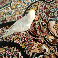 مرغ عشق نر هست معاوزه یه نره دیگه|پرنده|شیراز, شهرک گلدشت حافظ‎|دیوار