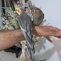 ی جفت عروس هلندی نرو ماده سالم با ۳تا جوجه هاش|پرنده|تهران, آهنگ|دیوار