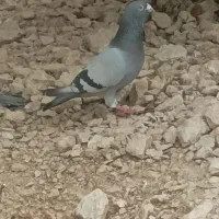 پلاکی نر|پرنده|مرودشت, مجد آباد|دیوار