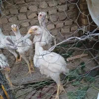 مرغ خروس  لاری اشامو ۵ماه|حیوانات مزرعه|یزدان شهر, |دیوار