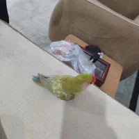 جوجه برزیلی|پرنده|بوشهر, |دیوار