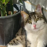 واگذاری گربه نر ۹ ماهه