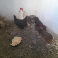 مرغ و خروس تخم گذار|حیوانات مزرعه|مشهد, علی آباد|دیوار