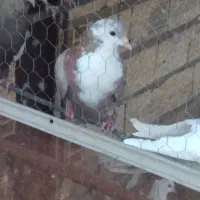 لایه سیندق ماده