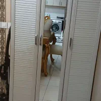 جاکفشی در حد نو