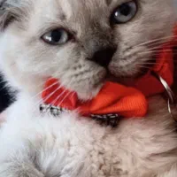 گربه اسکاتیش طوسی