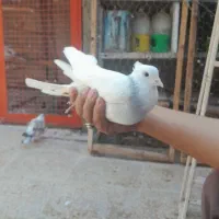 طوقی ابی|پرنده|بهارستان, |دیوار