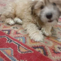سگ خوشگل کوچلو