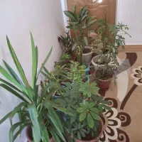 گل وگیاه طبیعی