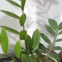 زاموفیلیا|گل و گیاه طبیعی|سبزوار, قدس|دیوار