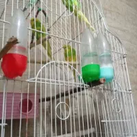 پرنده مرغ عشق