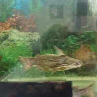 ماهی پنگوسی کت آفریقایی