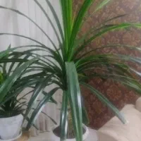 گل و گیاه|گل و گیاه طبیعی|گلبهار, شهر جدید گلبهار|دیوار