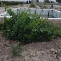 باغچه