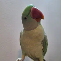 شاه طوطی|پرنده|شاهین‌شهر, حافظ شمالی|دیوار