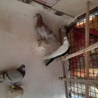 کبوتر|پرنده|اقبالیه, |دیوار