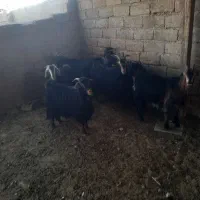 123456789|حیوانات مزرعه|شیراز, داریون|دیوار