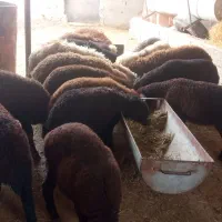 گوسفند بره ۱۷راس آماده پروار در قره تپه