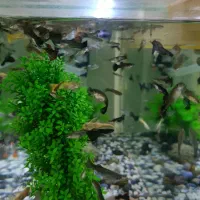 ماهی گوپی . مولد . بچه ماهی|ماهی|تاکستان, |دیوار