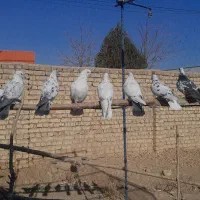 کبوتر|پرنده|معصومیه, |دیوار