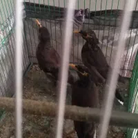 چندعددمرغ مینا بفروش میرسد