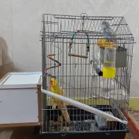 طوطی برزیلی جفت با لوازم