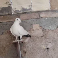 عروس هلندی و کبوتر