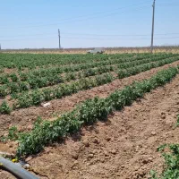 اجاره زمین کشاورزی کشت گوجه وخربزه