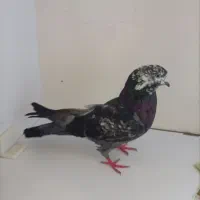 کبوتر ماده کله ماستی