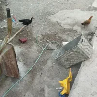 مرغ|حیوانات مزرعه|میناب, |دیوار