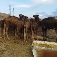 بلبون رضاآباد|حیوانات مزرعه|سبزوار, باهنر|دیوار