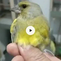 سهره گلبسر وسهره ببری وسهره سبزوسینه سرخ|پرنده|امیدیه, |دیوار