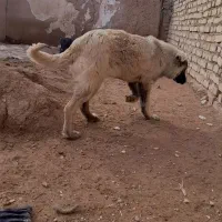 توله سرابی ماده|سگ|قیدار, |دیوار