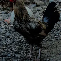 مرغ و خروس محلی
