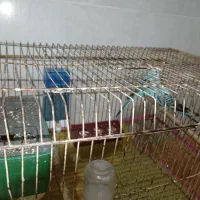 یک جفت مرغ عشق آبی