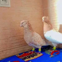 یک جفت کله زرد کاکلی روی تخم|پرنده|رشتخوار, |دیوار