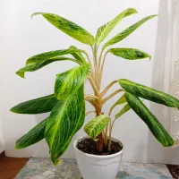 دیفن باخیا خوش رنگ