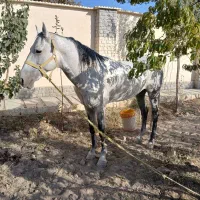 فروش اسب اسیل ترکمن