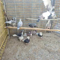 کفتر یا کبوتر|پرنده|معصومیه, |دیوار