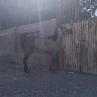 اسب عرب  فروش بصورت چکی|اسب و تجهیزات اسب‌سواری|تهران, تهرانپارس شرقی|دیوار