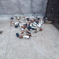 کبوتر رنگی