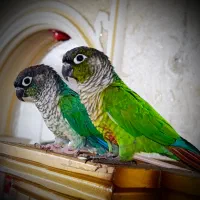 طوطی گرینجیک مولد|پرنده|اقبالیه, |دیوار
