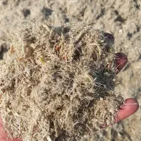 کاه نیشکر و دانه پلت یا کنسانتره تحویل درب دامداری